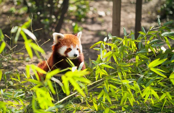 Lesser panda — Stock Photo, Image