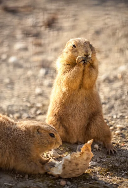 Schattige bever — Stockfoto