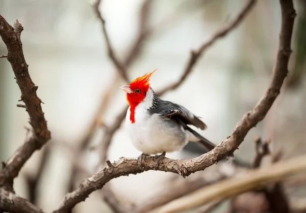 Kızıl ibikli Kardinal — Stok fotoğraf
