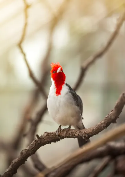 Krásný pták na větvi — Stock fotografie