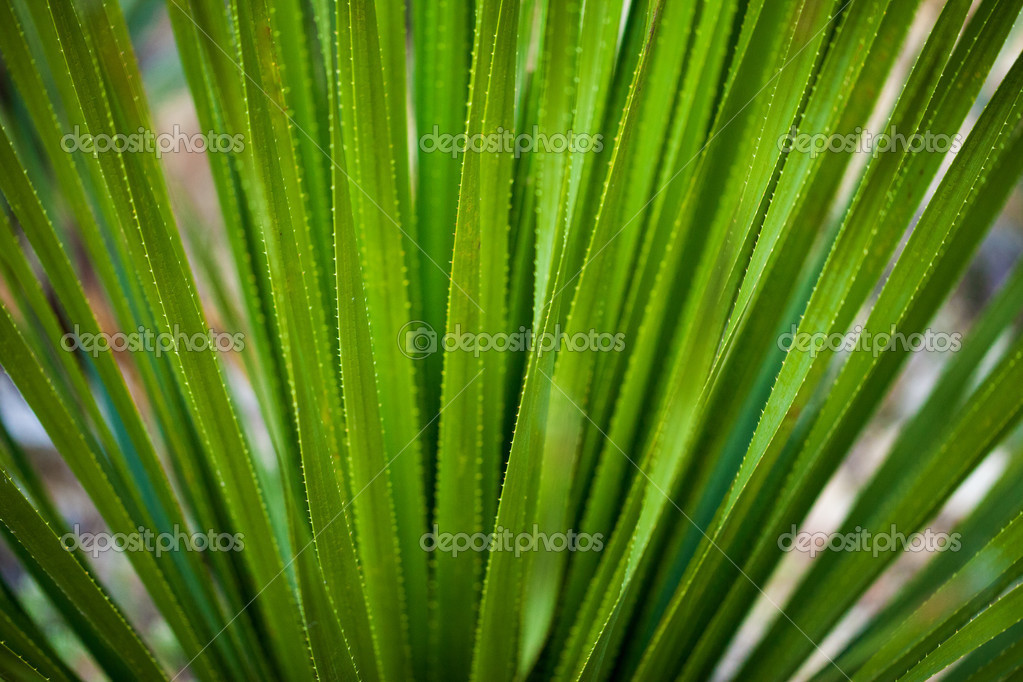 Background of aloe Stock Photo by ©luckybusiness 45809657