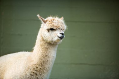 Fluffy young Alpaca clipart