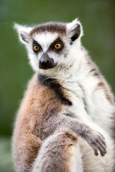 Lémure-de-cauda-anelada (Lemur catta) — Fotografia de Stock