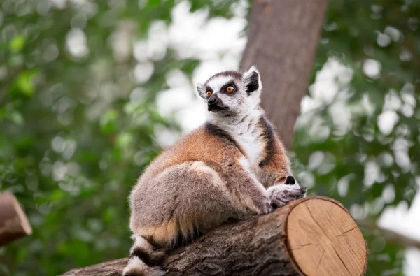 Lemur looks out with big — Stock Photo, Image