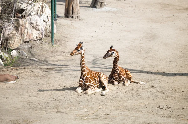 Баринго жираф — стоковое фото