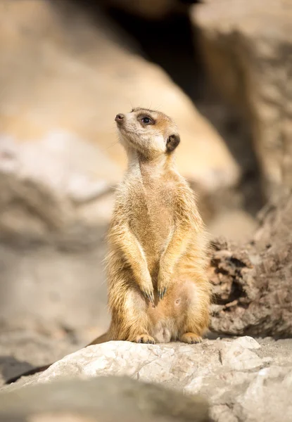 Meerkat em uma rocha — Fotografia de Stock