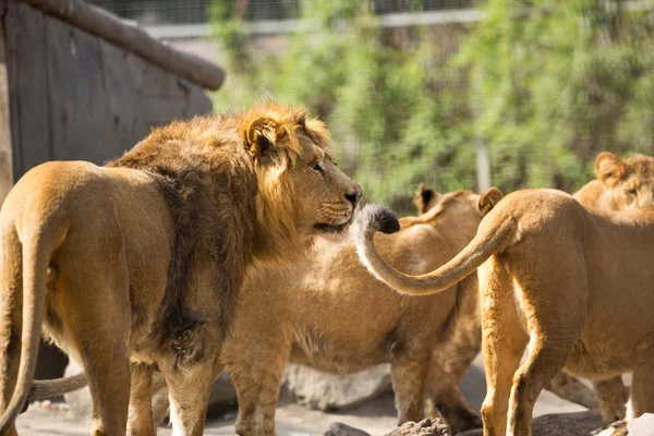 Manada de leões — Fotografia de Stock