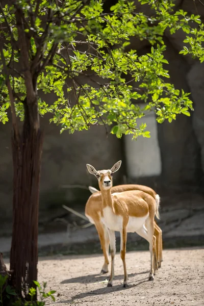 Par de impala bonita — Fotografia de Stock