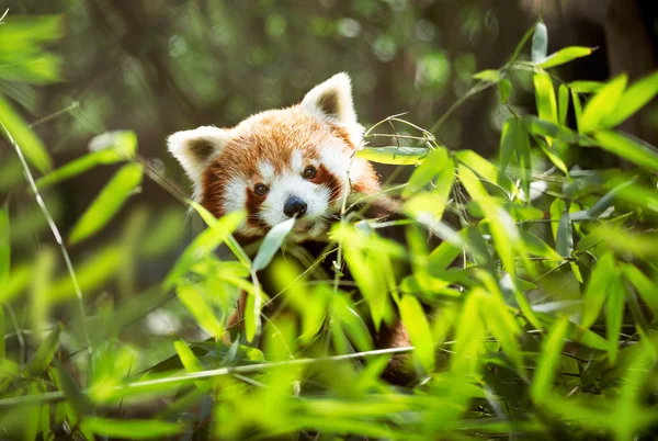 Mladí panda červená — Stock fotografie