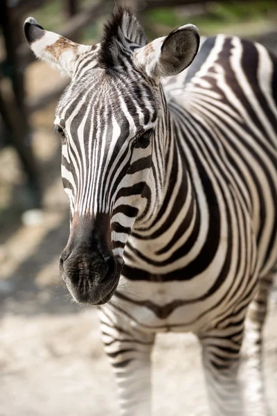 Zebra — Stockfoto