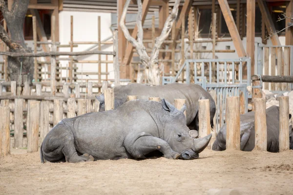 Rhinocéros à lèvres carrées — Photo