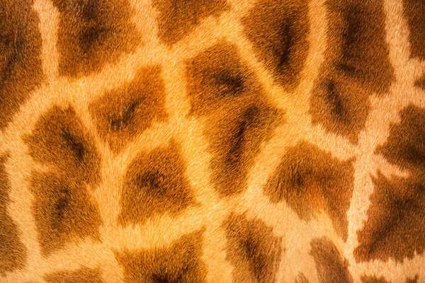 Giraffe huid — Stockfoto