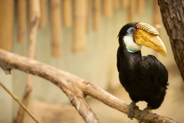 Neushoornvogel met gele snavel — Stockfoto