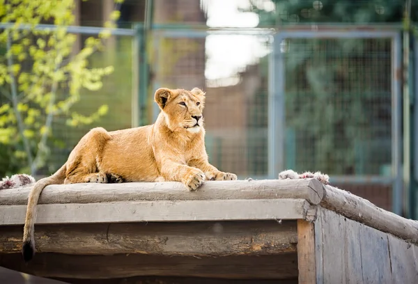 美しい雌ライオン — ストック写真