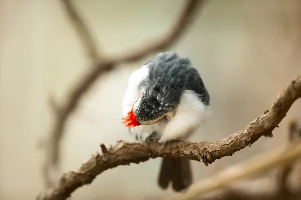 Κόκκινο-λοφιοφόρος πουλί — Φωτογραφία Αρχείου