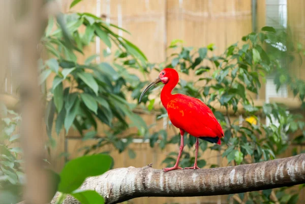 Scarlet ibis — Stock fotografie