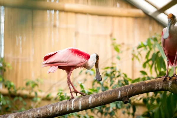 Rosette spoonbill — Stock Photo, Image