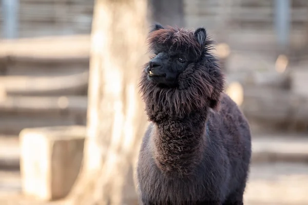 Alpaca — Stock Photo, Image