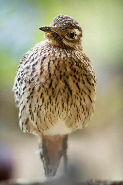 Bonita paloma. — Foto de Stock