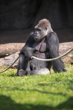 mannelijke gorilla zittend op het gras