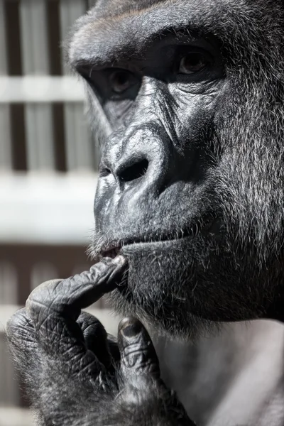 Tänkande gorilla — Stockfoto
