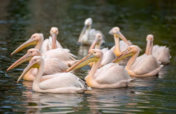 Pelikanschwärme — Stockfoto