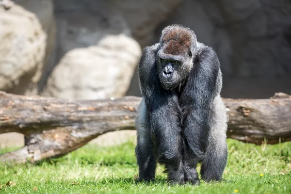 Männlicher Silberrücken Gorilla — Stockfoto