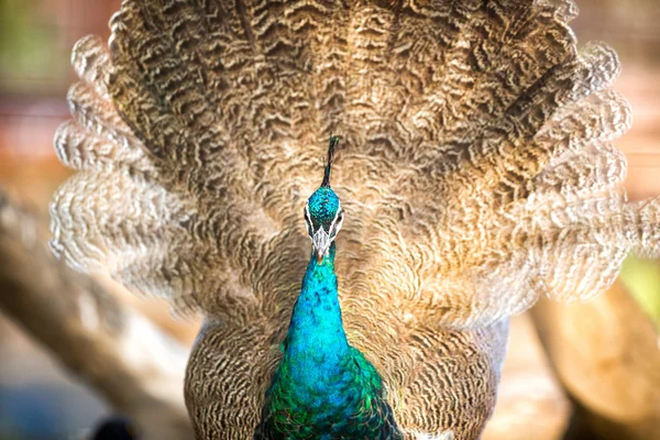 Porträtt av peacock — Stockfoto