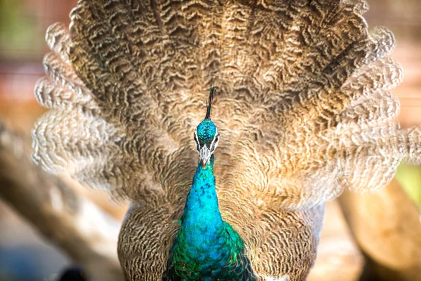 Retrato de pavo real — Foto de Stock