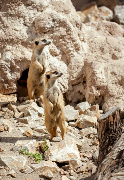 Meerkats — Stock Photo, Image