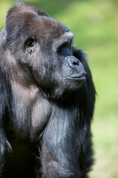 Stora manliga gorilla — Stockfoto