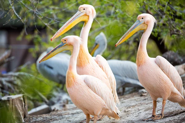 Skupina bílých pelikánů — Stock fotografie