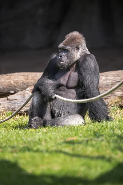 Manliga gorilla sitter på gräset — Stockfoto