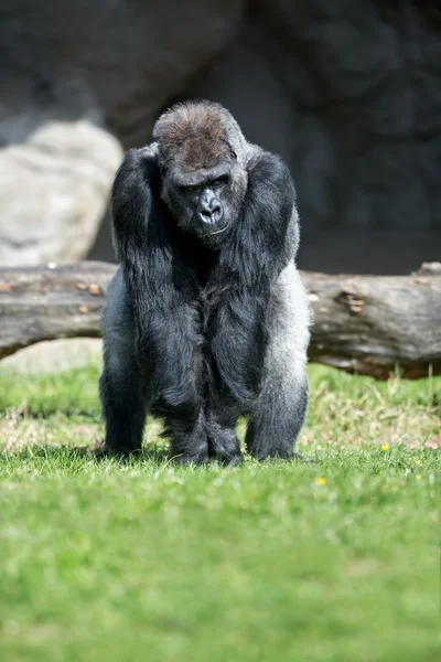 Gorilla — Stockfoto