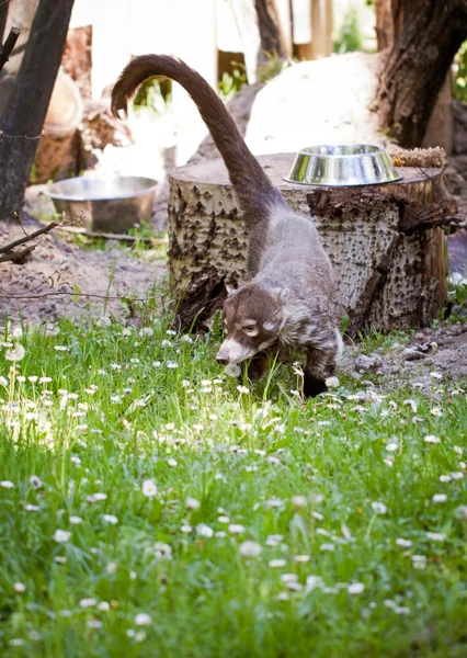 Skunks — Zdjęcie stockowe