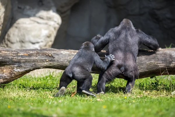 Mother and baby gorilla — Stockfoto