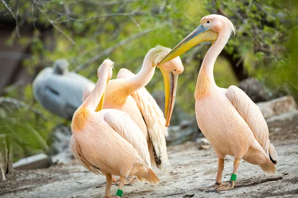 Flock of white pelican — Stock Photo, Image