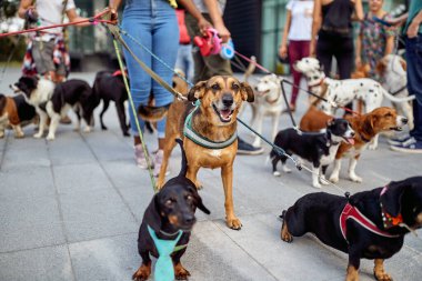 Sokakta köpek gezdiren genç köpek gezdiricileri.