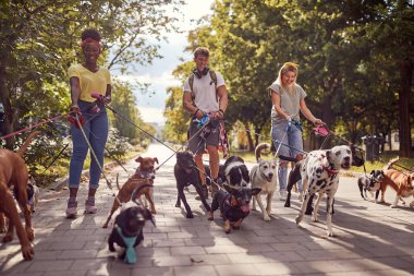 Sokakta üç profesyonel köpek gezdiricisiyle tasmalı köpek gezdiriyorum.