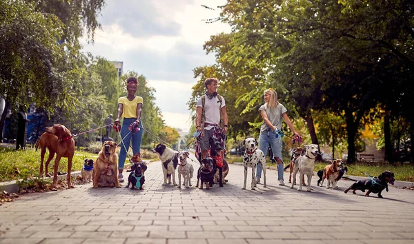 Пастка Друзів Собак Які Працюють Разом Надворі — стокове фото