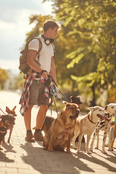 Professional Smiling Man Walking Group Dogs Enjoying Outdoors — Stock Photo, Image