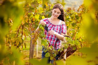 üzüm seçici vineyard '