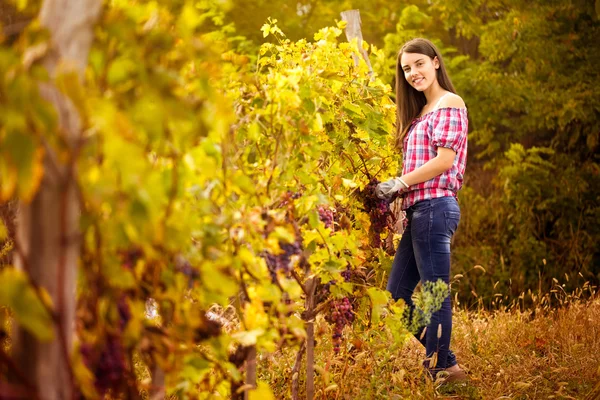 Winegrower in the vineyard — Stock Photo, Image