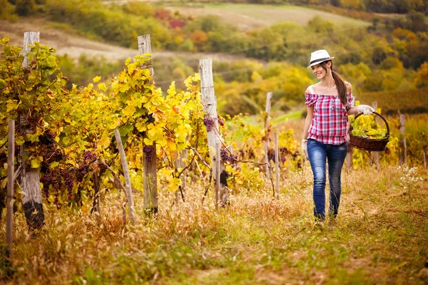 La mujer camina con la cosecha de uvas — Foto de Stock