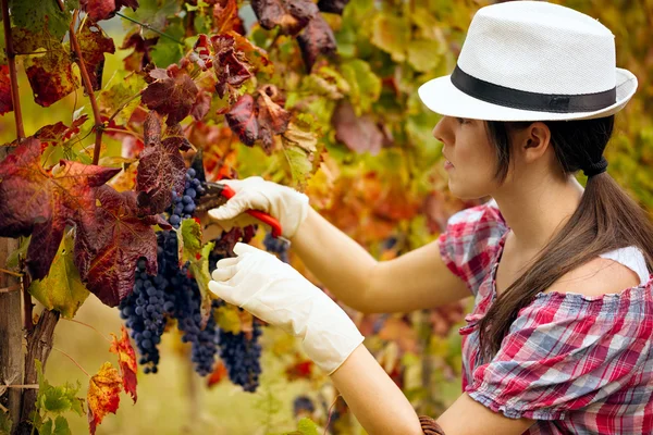 Збирання винограду — стокове фото