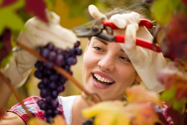 Lachende leuke vrouw oogsten van druiven — Stockfoto