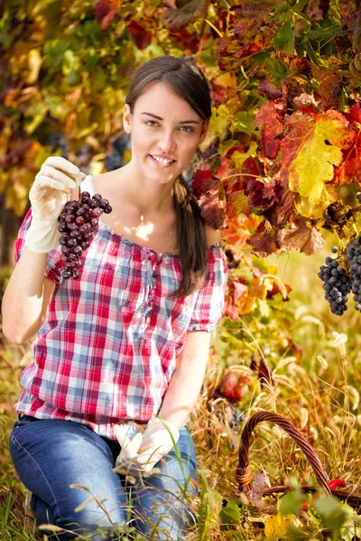 Fiatal nő szőlőben — Stock Fotó