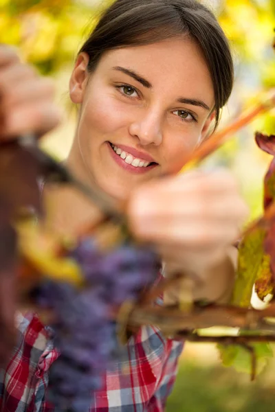 Усміхнена дівчина збирає виноград — стокове фото