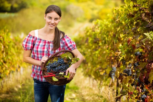 Mujer en viñedo con canasta de uvas —  Fotos de Stock