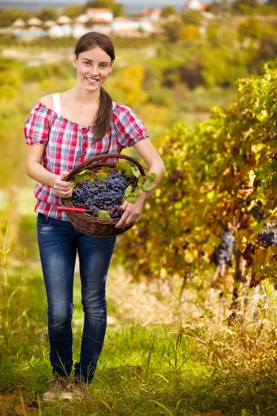 Vintner in vineyard — Stock Photo, Image